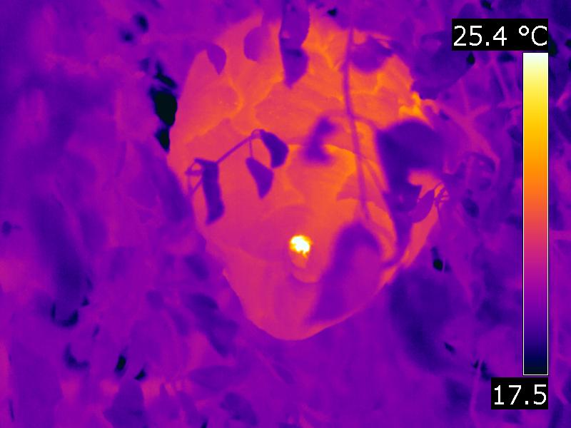 Wasp nest seen with an IR camera.